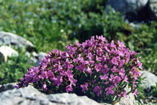 Arabis blepharophylla
